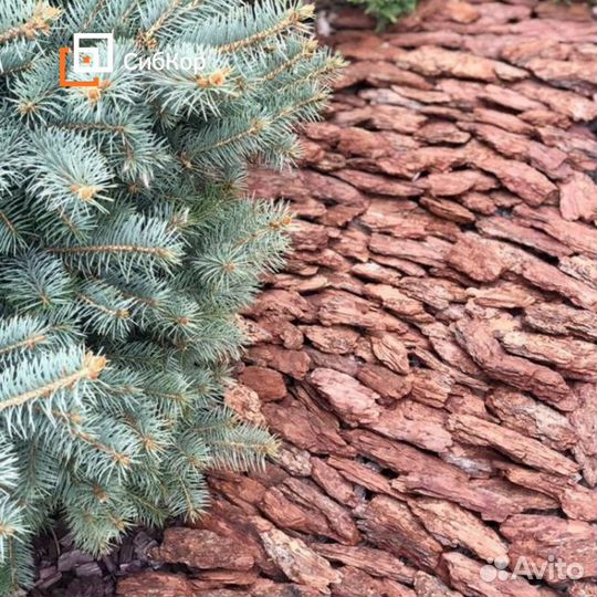 Кора, мульча