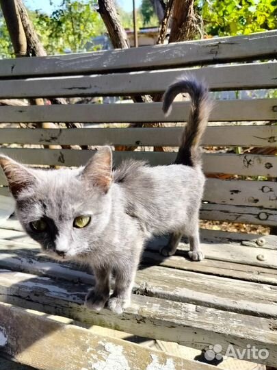 Отдам кошку в добрые руки