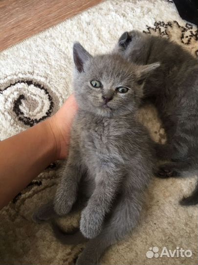 Британские котята