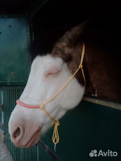 Амуниция для лошадей и пони