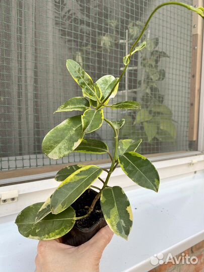 Кислица, крассула, жасмин, гинура