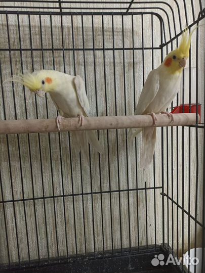 Попугаи корелла с клеткой