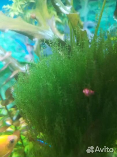 Аквариумное растение.Рыбки