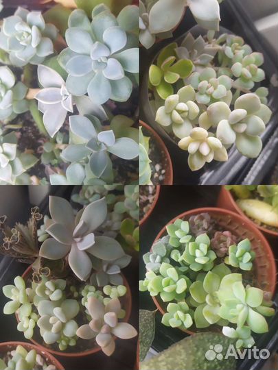 Суккуленты много видов