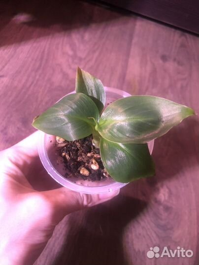 Хойя вайети триколор/ банан/ сциндапсус/ сингониум