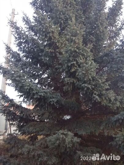 Ель голубая