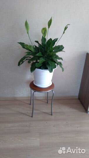 Женское счастье