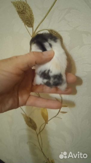 Сирийские ангорские хомяки(клетки)