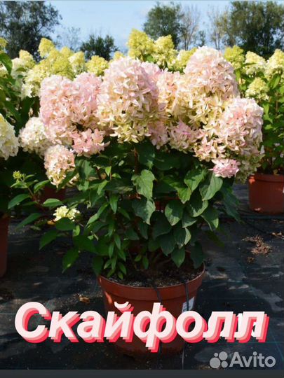 Гортензия метельчатая Скайфол