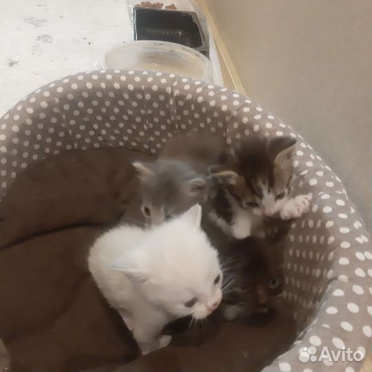 Кошка в дар бесплатно