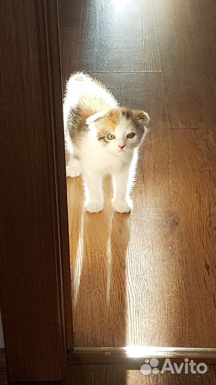 Кошка в дар бесплатно