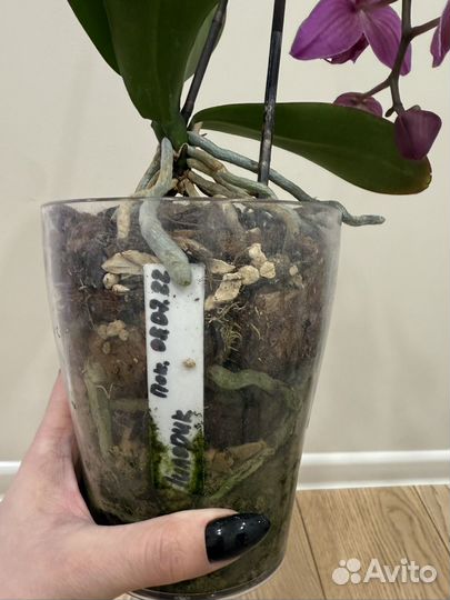 Орхидея фаленопсис пелорик