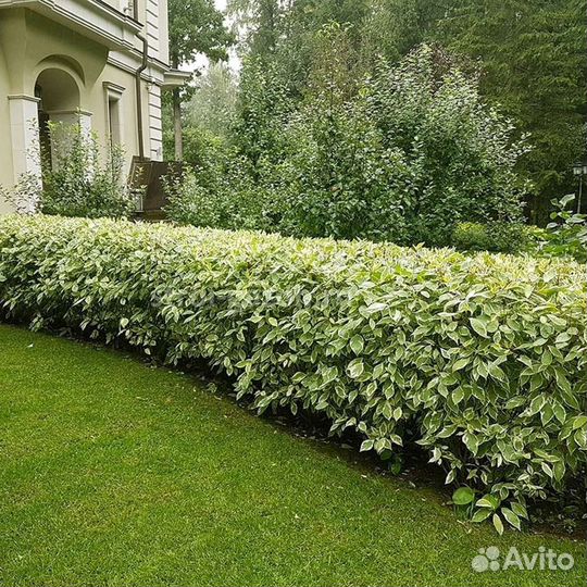 Дёрн Элегантиссима (Elegantissima)