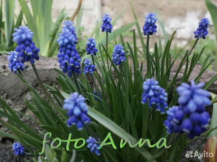 Луковицы мускари