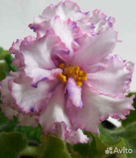 Детки сортовых фиалок