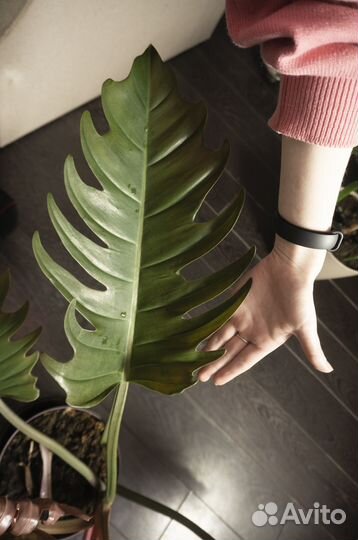 Карамель Марбл позеленевшая (Филодендрон Плуто)