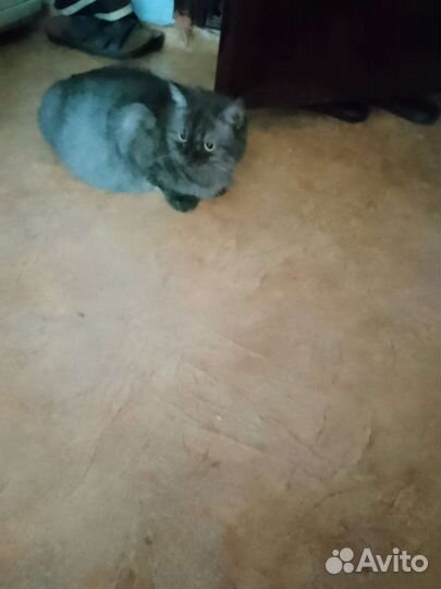 Кошка, котята в дар бесплатно