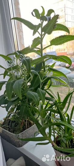 Каланхоэ, алоэ