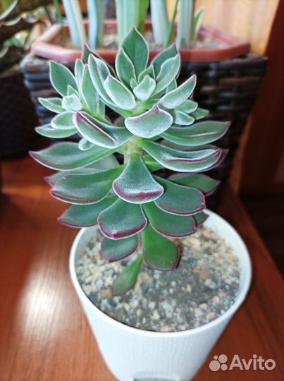 Сансевиерии и суккуленты