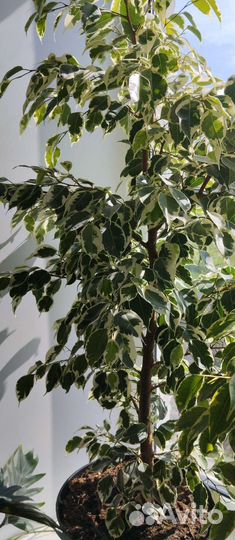 Фикус, педилантус, гибискус