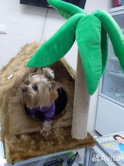 Йоркширский терьер щенки