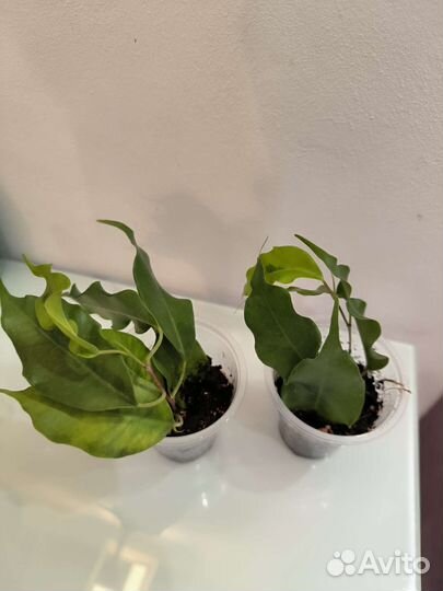 Сортовые фикусы