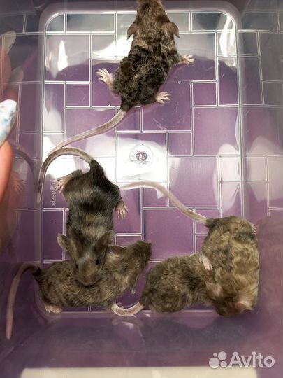 Сатиновые мыши, кудрявые, лысые