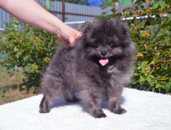 Померанский шпиц