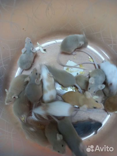 Мыши декоративные