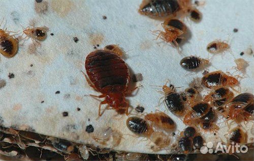 Сэс Бийск выведение запахов плесени тараканов клоп