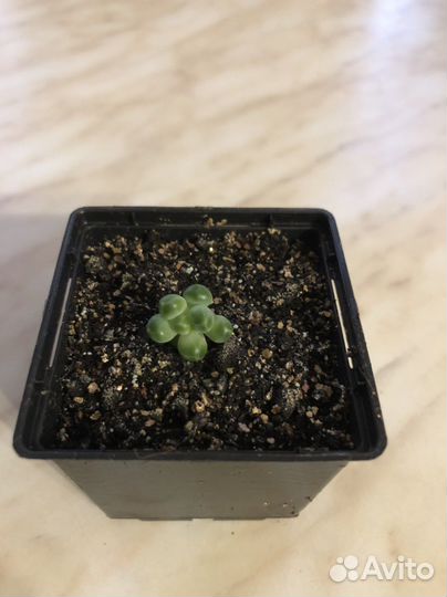 Суккуленты садики и черенки цены в описании