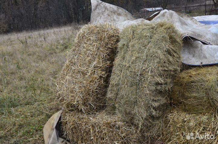 Сено, солома-2023 г укос