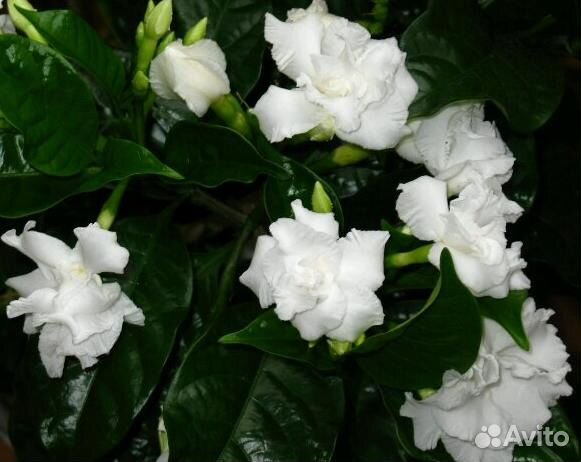 Табернемонтана дивариката