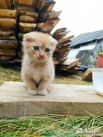 Котята трехцветный рыжий вислоухий