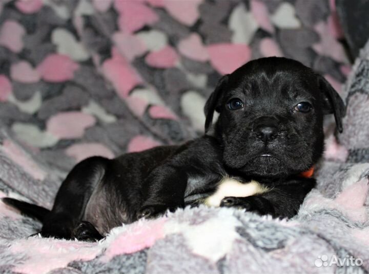 Черная девочка кане корсо, оранжевая лента