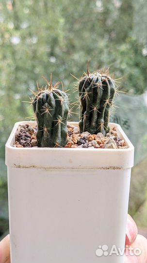 Кактусы лобивия (Lobivia) номерные