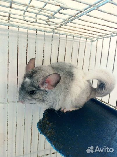 Шиншилла