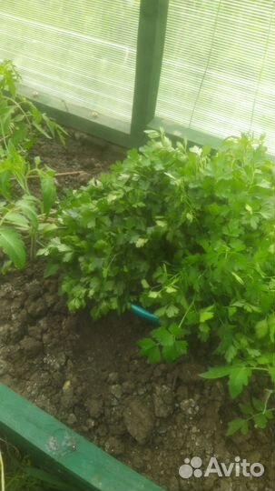 Зелень петрушка салат