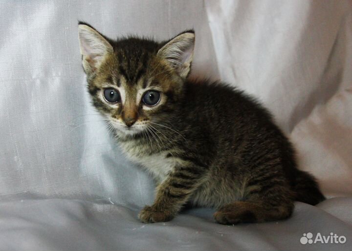 Маленькая девочка 1.5 мес в дар