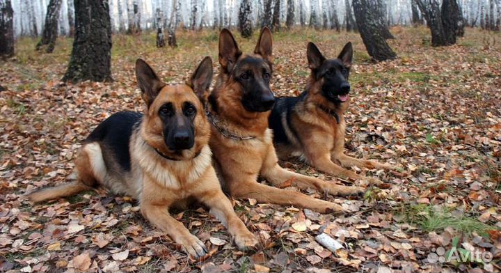 Кинолог, Дрессировка собак щенков, обучение собак