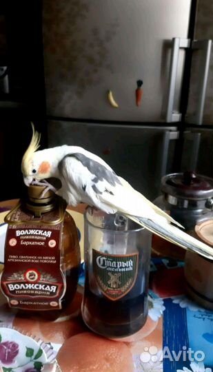 Попугай от говорящей мамы выкормыши