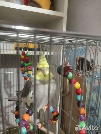 Попугай карелла с клеткой