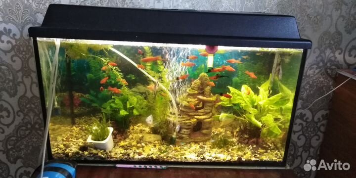 Аквариум