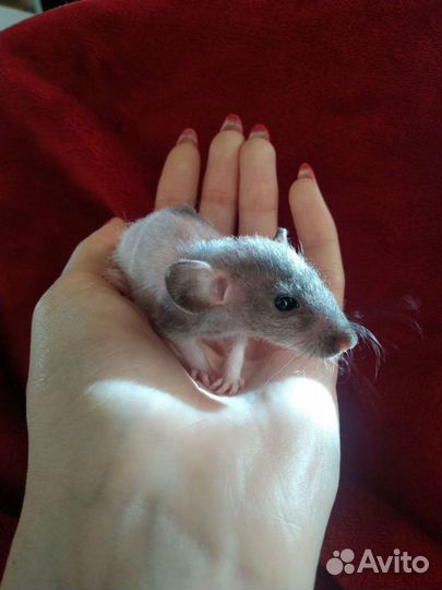 Крысы. Заводчик