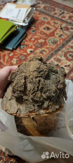 Кап берёзовый