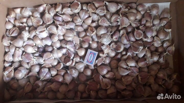 Чеснок для посадки