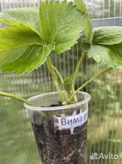 Клубника саженцы