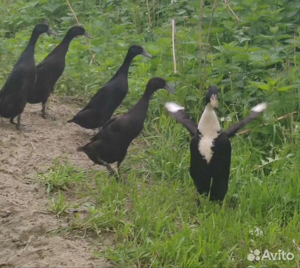 Утки и утята Индийский бегунок