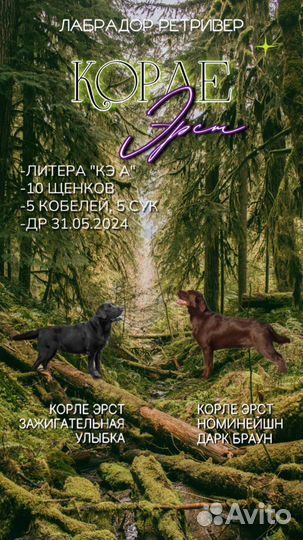 Щенки лабрадора