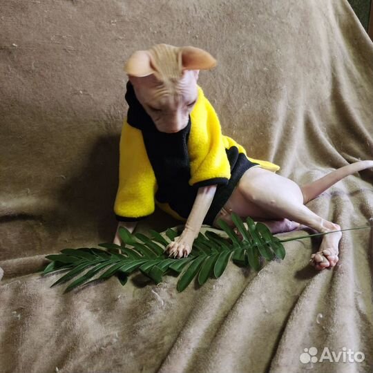 Одежда для животных